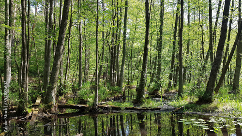 An alder riparian forest at the Briese stream  north of Berlin in spring
