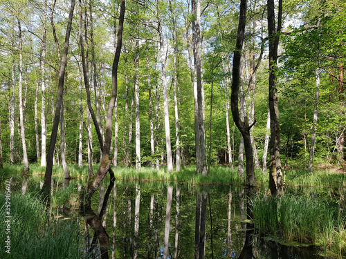 Alder grove and reflection of trees at the Briese in Brandenburg state