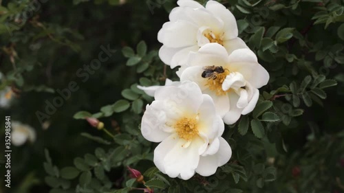 white flower tea rose on a green background of petals closeup