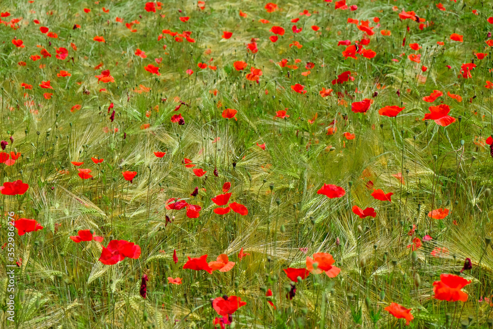 a field pf poppies. red poppy flowers with greenery. botanical background. fresh green grass bright summer afternoon