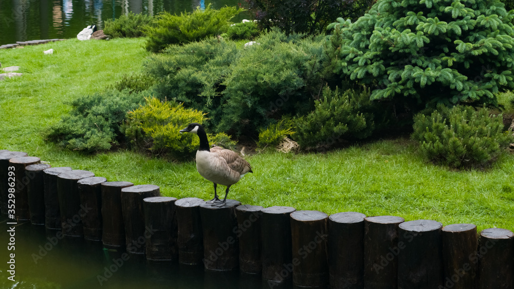 Fototapeta premium Canadian Goose stays on the dark brown logs, that surround the island. Green grass and bushes