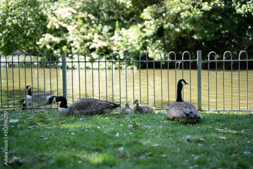 Goose family with three goslings near the pond