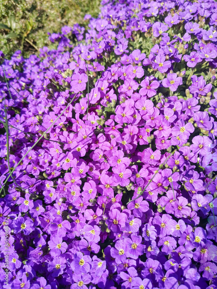 aubrieta deltoidea pink or purple small flowers aubrieta deltoidea pink or purple small flowers