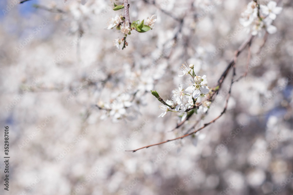 tender new spring twigs blooming tree plum cherry apple tree tender new spring twigs blooming tree plum cherry apple tree