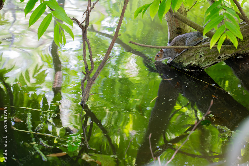 Squirrel is drinking water from the pond. Reflection of the tree and squirrel on the lake. The picture is shot on Victoria Park, Leamington Spa
