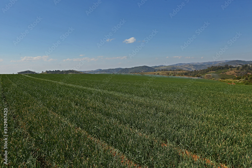 Onion plantation and producers Onion plantation and producers