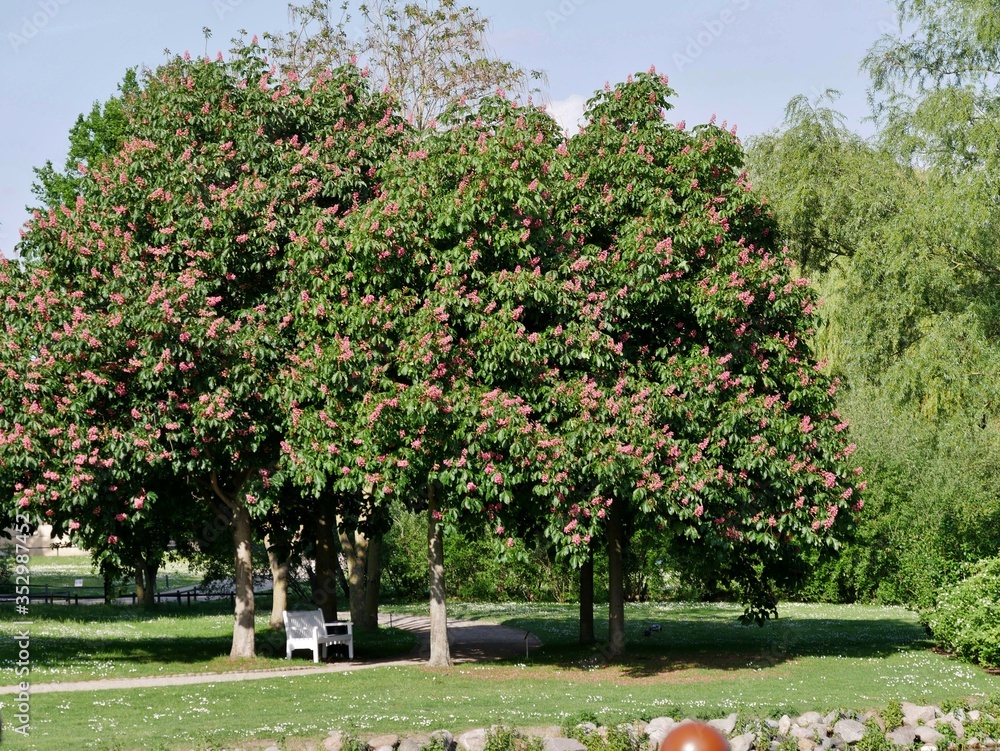Rosskastienbaum