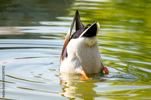 Stockente männlich, Kopfüber im Wasser