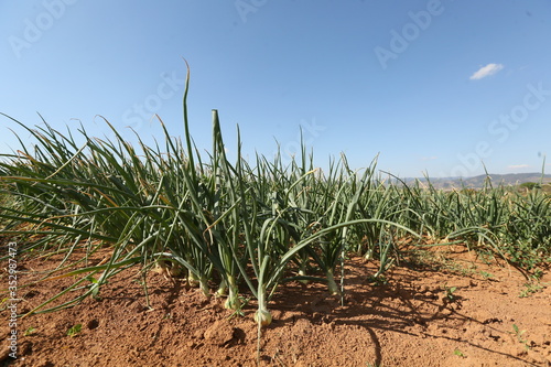 Onion plantation and producers