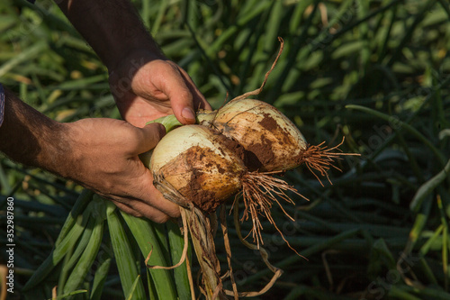 Onion plantation and producers