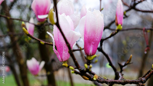 Closeup of magnolia petals with raindrops © Fiora