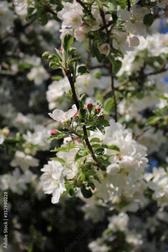 Obraz premium Apfelblüte