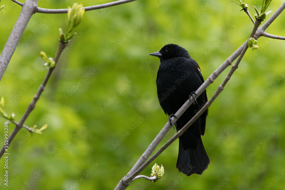 Fototapeta premium Red-winged blackbird perched on branch