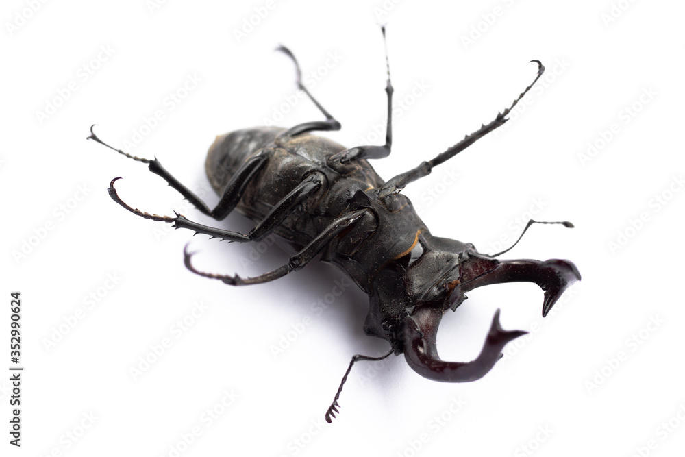 Fototapeta premium Big cyclommatus beetle close-up isolated on white