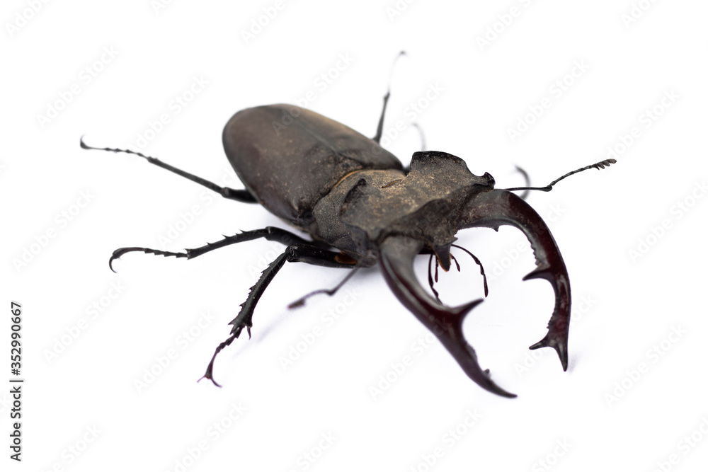 Big cyclommatus beetle close-up isolated on white Big cyclommatus beetle close-up isolated on white