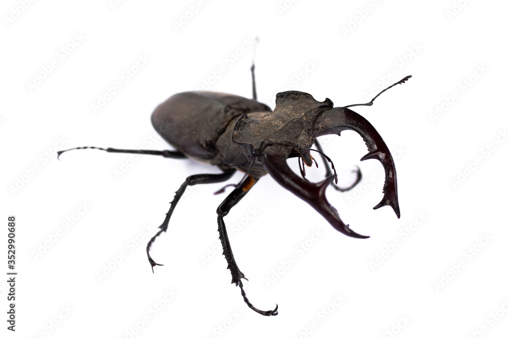 Big cyclommatus beetle close-up isolated on white Big cyclommatus beetle close-up isolated on white