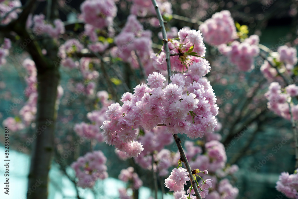 Sakura melkopilchataya Kanzan or cherry Kanzan Sakura melkopilchataya Kanzan or cherry Kanzan