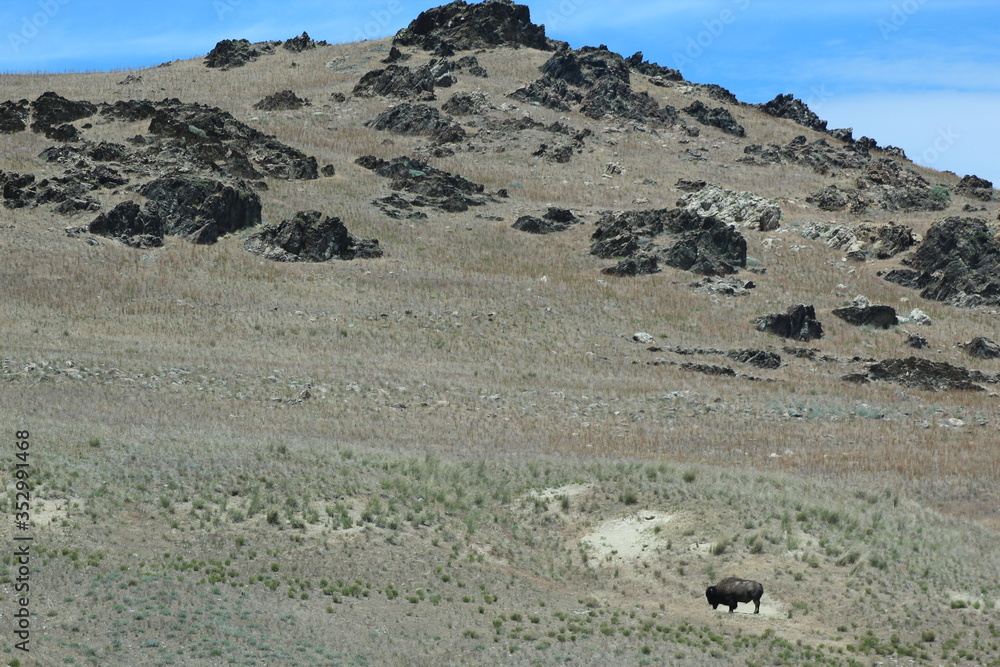 Bison on Mountainside