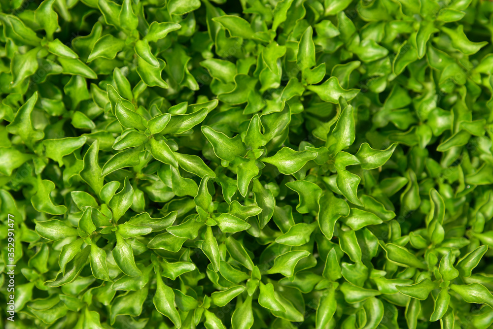 Full frame bush are very green fresh. Full frame bush are very green fresh.