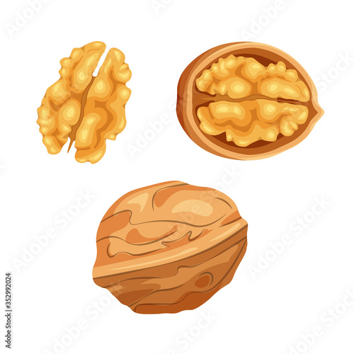 Set of open and closed walnut isolated on white background. Whole and half nut icon. Food concept for template label, packing and emblem farmer market design. Vector illustration in a flat style.
