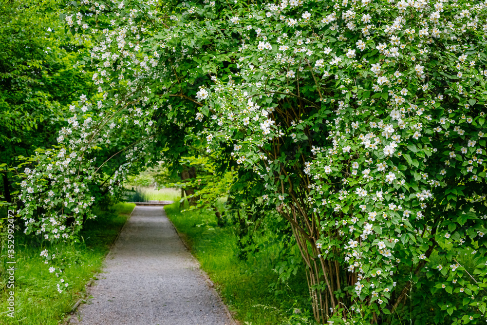 Garden Jasmine arch alley with white flowers. Philadelphus incanus (hairy mock orange ) blossom in german park