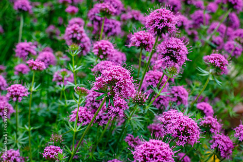 Pink small flowers of Phuopsis stylosa or Caucasian crosswort or creeping crosswort or phuopsis  sweet woodruff