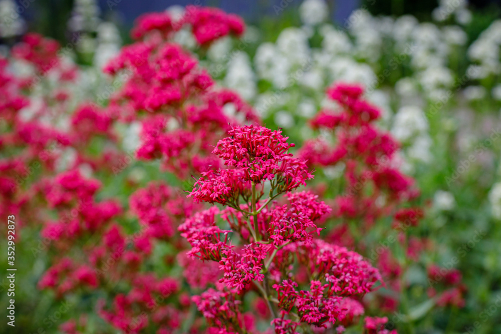 Centranthus ruber 'Albus' red valerian flowers in herb garden. Flowering valerian plant in meadow. Centranthus ruber 'Albus' red valerian flowers in herb garden. Flowering valerian plant in meadow.