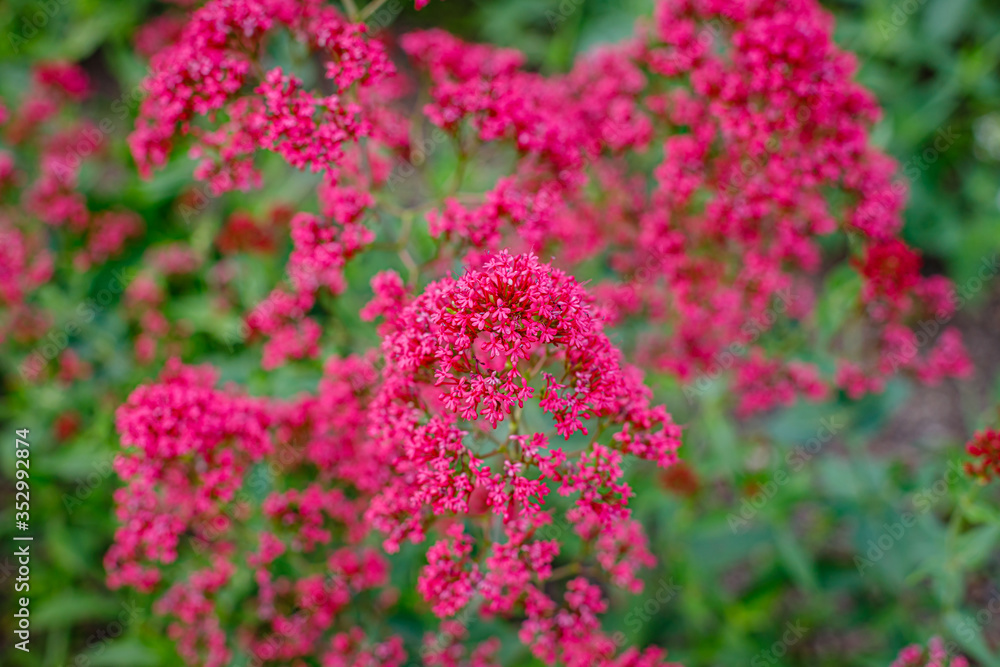 Obraz premium Centranthus ruber 'Albus' red valerian flowers in herb garden. Flowering valerian plant in meadow.