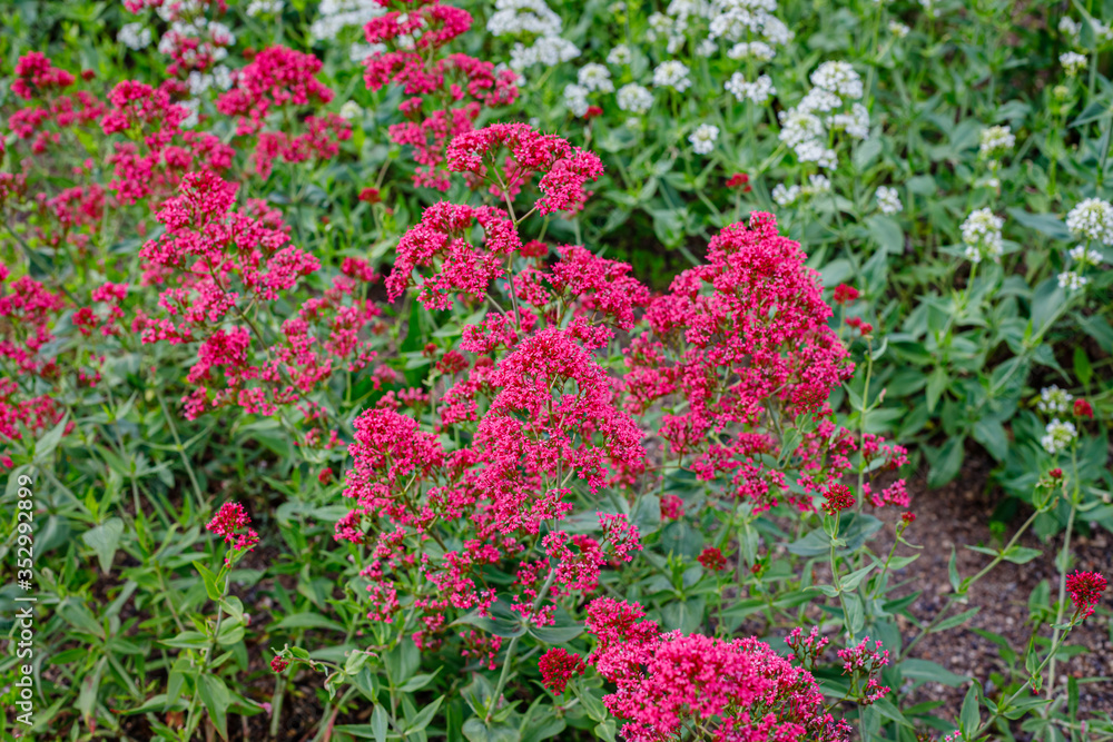 Centranthus ruber 'Albus' red valerian  flowers in herb garden. Flowering valerian plant in meadow.