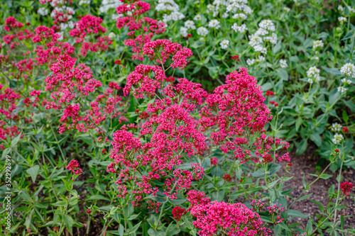 Centranthus ruber 'Albus' red valerian flowers in herb garden. Flowering valerian plant in meadow.