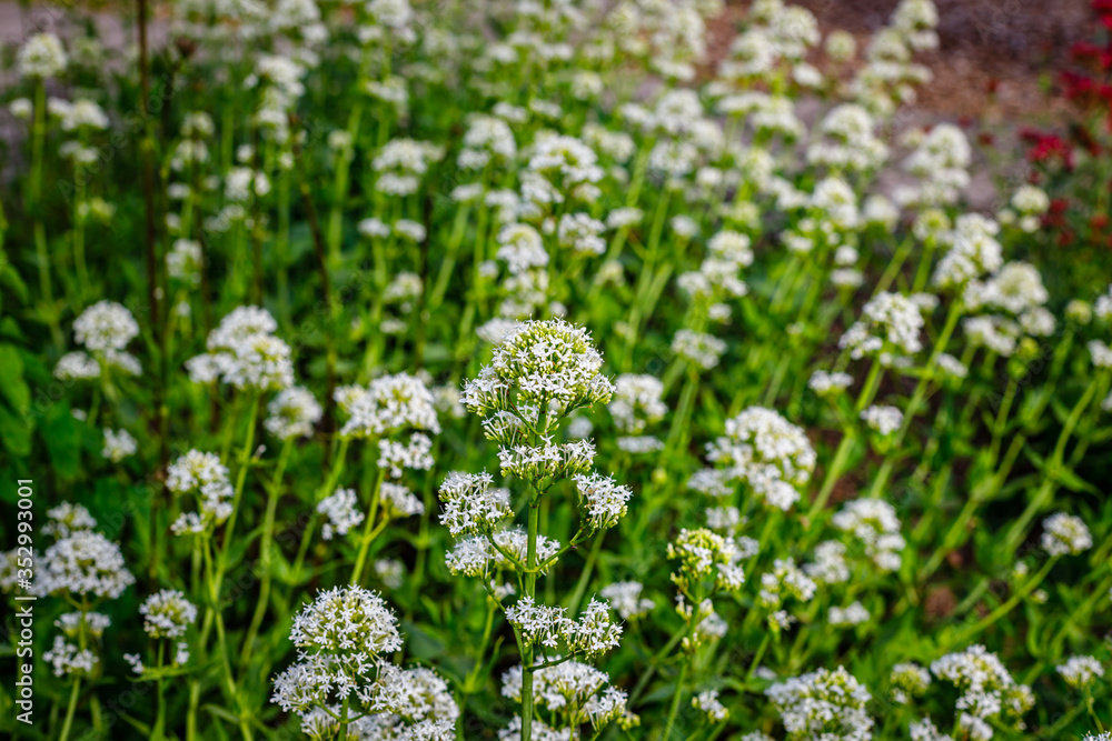Centranthus ruber 'Albus' red valerian (white form) flowers in herb garden. Flowering valerian plant in meadow. Centranthus ruber 'Albus' red valerian (white form) flowers in herb garden. Flowering valerian plant in meadow.