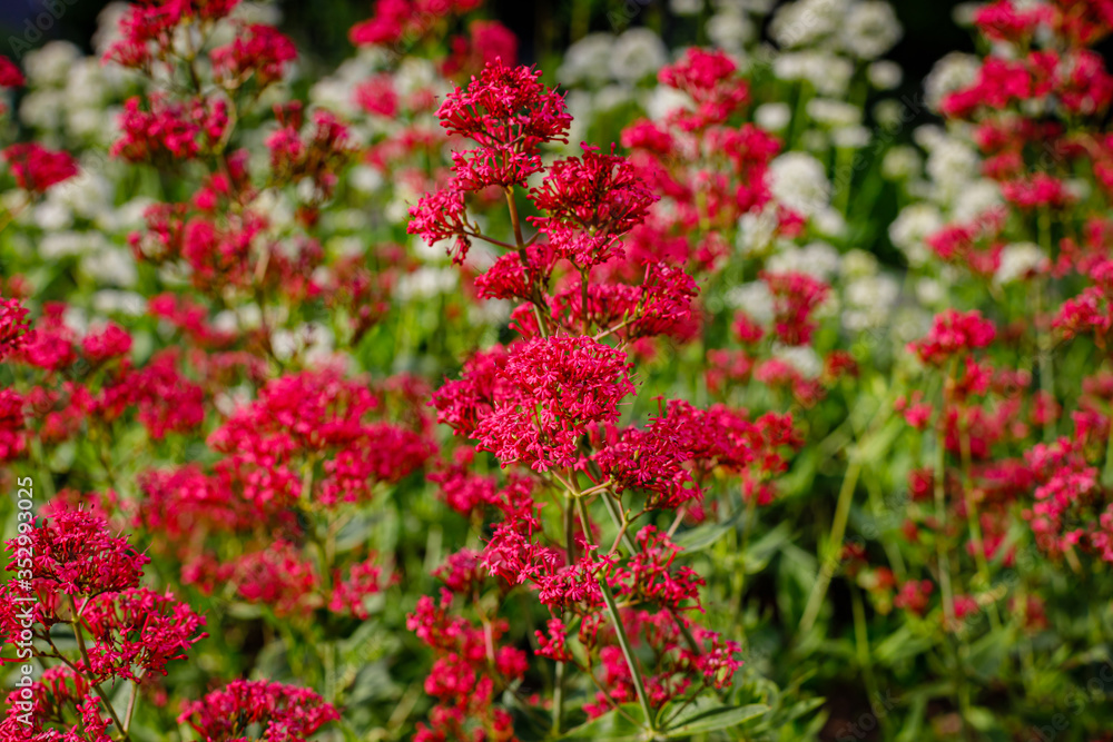 Centranthus ruber 'Albus' red valerian flowers in herb garden. Flowering valerian plant in meadow. Centranthus ruber 'Albus' red valerian flowers in herb garden. Flowering valerian plant in meadow.