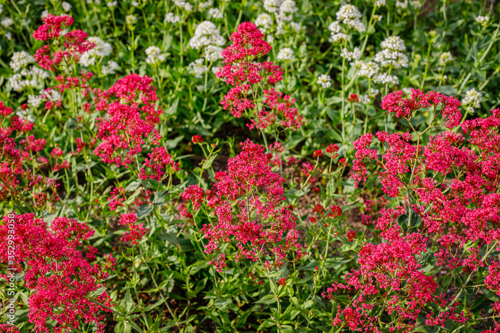 Centranthus ruber 'Albus' red valerian  flowers in herb garden. Flowering valerian plant in meadow.