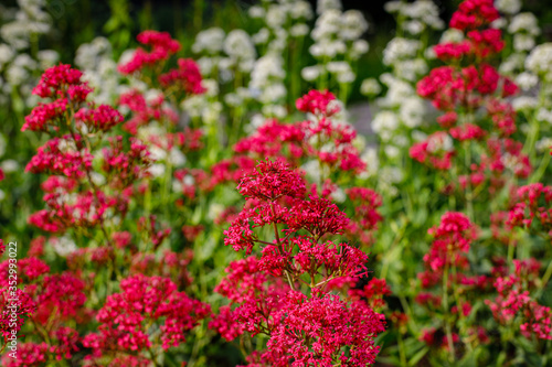 Centranthus ruber  Albus  red valerian  flowers in herb garden. Flowering valerian plant in meadow.