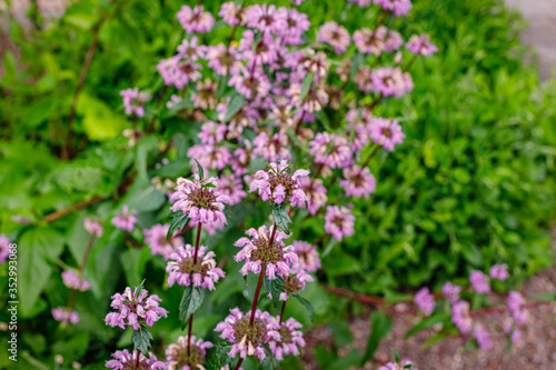 Phlomis Tuberosa or Jerusalem Sage pink flowers in herb garden