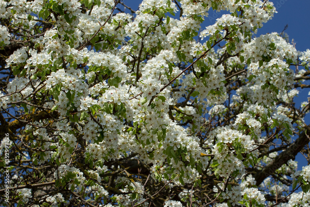 White blossoms of a apple tree for floral background or wallpaper White blossoms of a apple tree for floral background or wallpaper