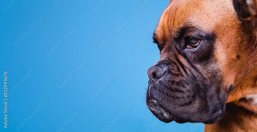 Boxer dog in the photo studio on blue background. Copy space