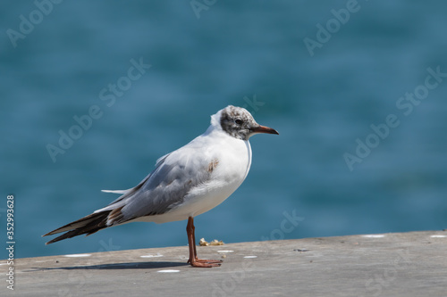 Black-headed Gull - Chroicocephalus Ridibundus . Close up view of white seagull in front of blue  background.