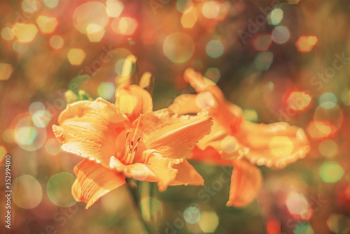 Blurred background flowers- bokeh abstract. Soft lights pattern- summer plant