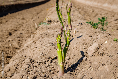 Green asparagus plant in garden bed. Agricultural field with green young asparagus sprouts on sandy soil, close up. Gardening background, close up