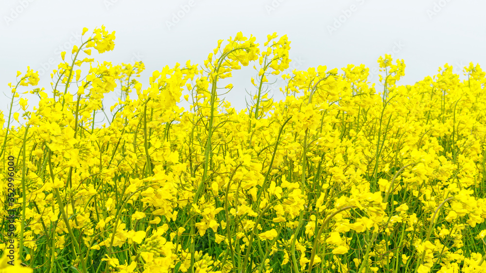 Close-up of apeseed field. Yellow flowers. The bee collects pollen. Defocused background. Countryside concept. Close-up of apeseed field. Yellow flowers. The bee collects pollen. Defocused background. Countryside concept.