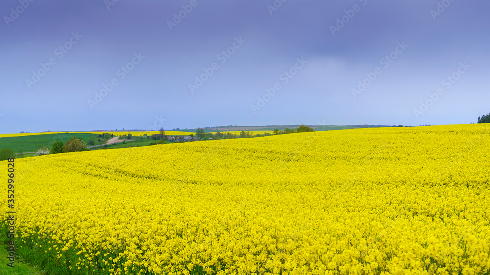 Yellow field during rapeseed bloom and dramatic sky at the end of May. Countryside concept.