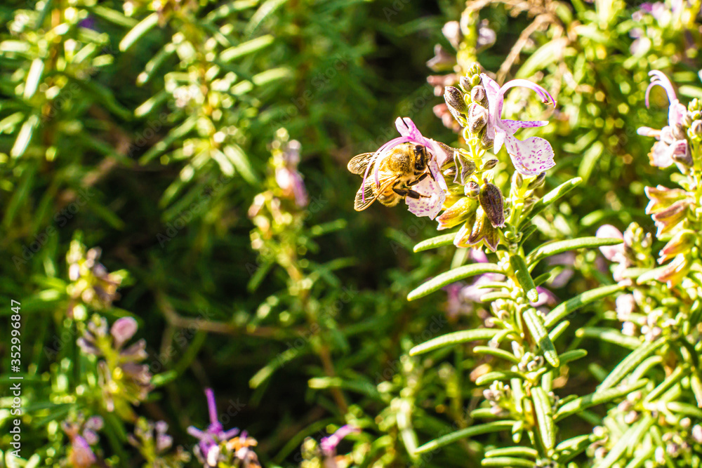 bee on a flower bee on a flower