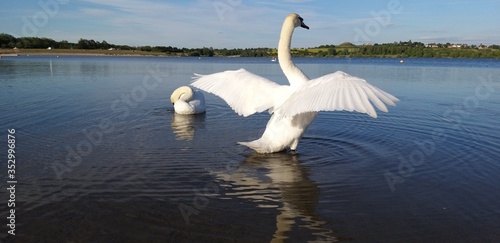 swans on the lake