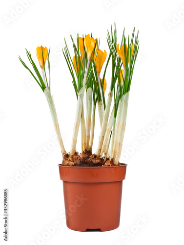 Potted yellow crocus flowers isolated on a white background.