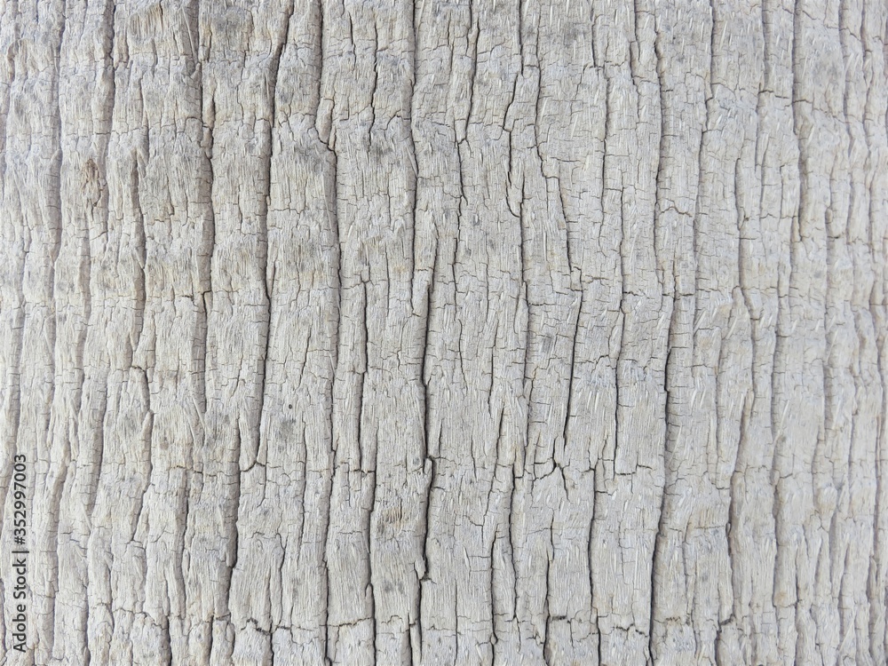 tree bark texture background