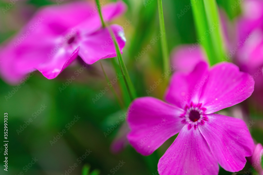 Macro photo of blooming flowers of pink carnation growing in green grass outdoors in spring time. Macro photo of blooming flowers of pink carnation growing in green grass outdoors in spring time.