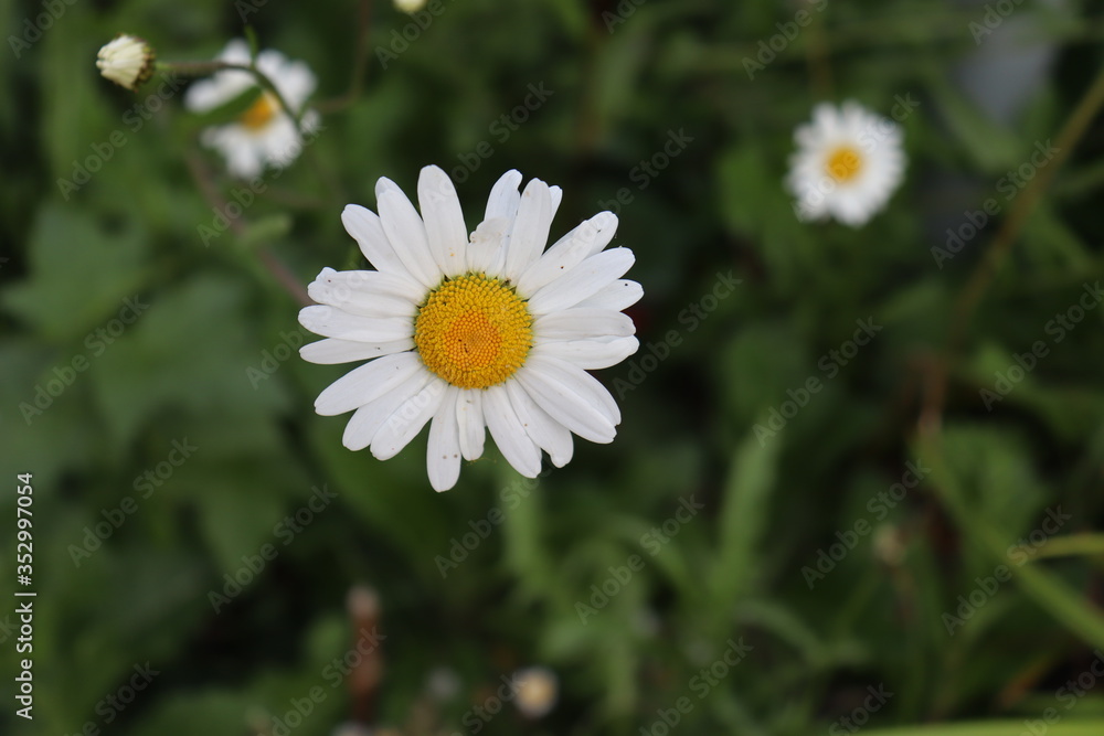 Fototapeta premium white daisy flower