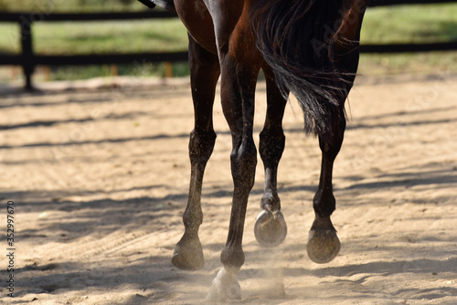 Summer hunter/jumper horse show