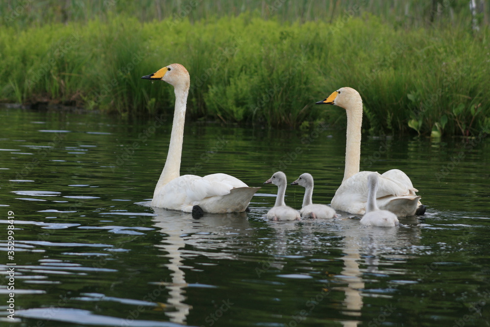 Obraz premium Whooper swan (Cygnus cygnus), also known as the common swan captured in the North of Belarus